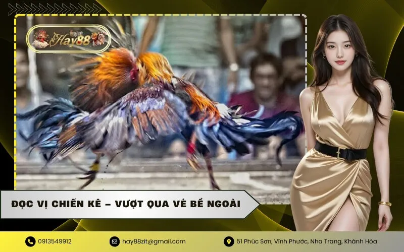 Đọc Vị Chiến Kê – Vượt Qua Vẻ Bề Ngoài